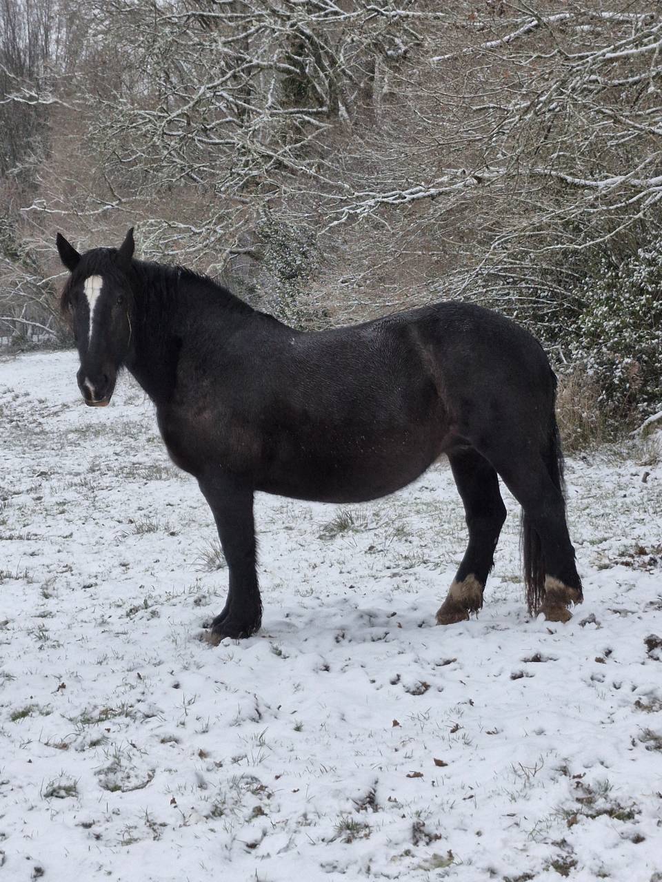 Yegua Percheron En venta 2012 Negro