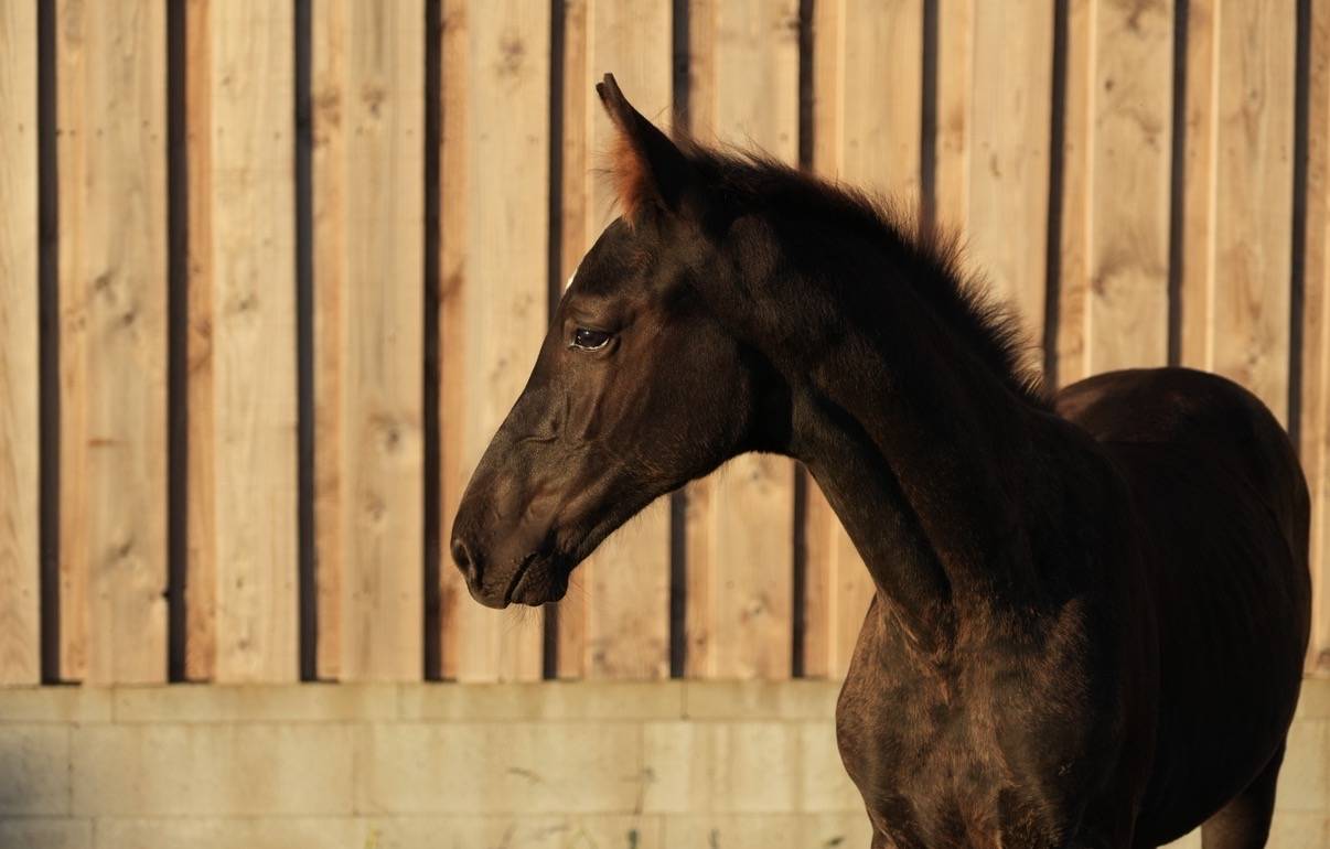 Potro sBs Caballo de Deporte Belga En venta 2026 Negro por PEGASE VAN'T RUYTERSHOF