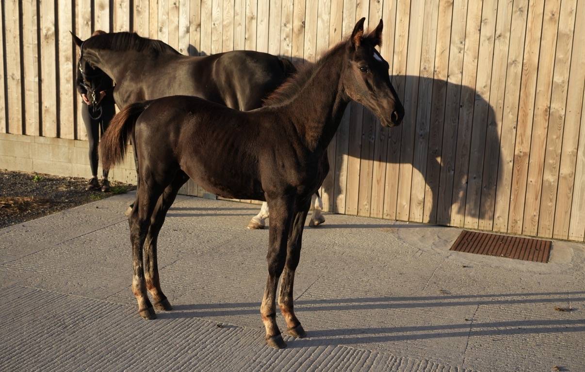 Potro sBs Caballo de Deporte Belga En venta 2026 Negro por PEGASE VAN'T RUYTERSHOF