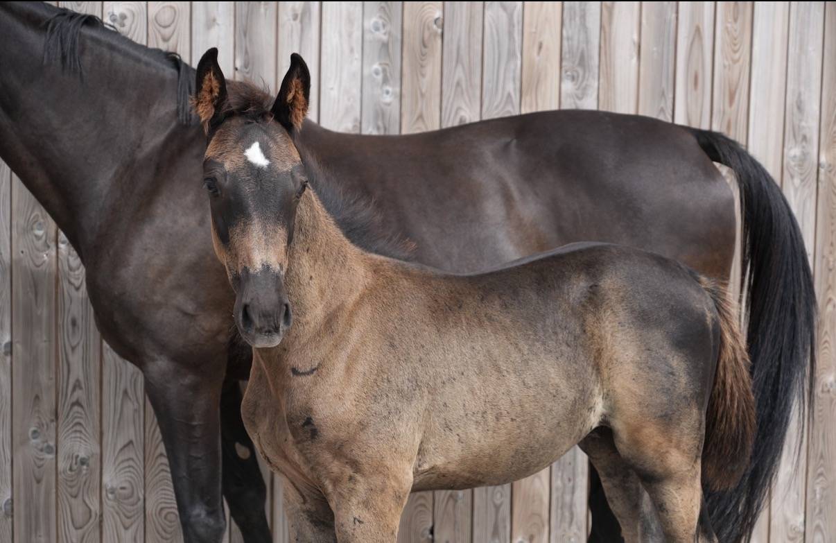 Potro sBs Caballo de Deporte Belga En venta 2026 Negro por PEGASE VAN'T RUYTERSHOF