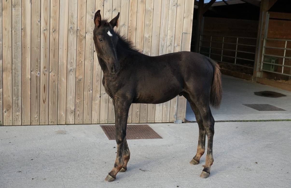 Potro sBs Caballo de Deporte Belga En venta 2026 Negro por PEGASE VAN'T RUYTERSHOF