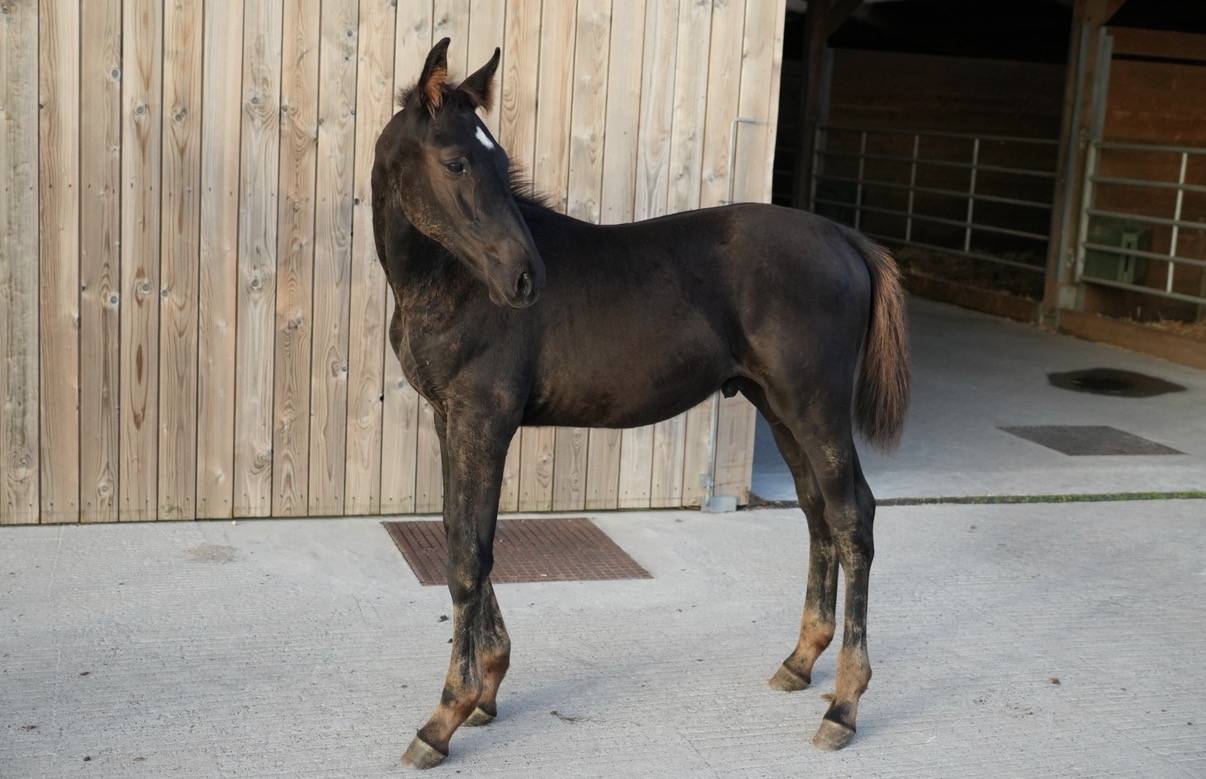 Potro sBs Caballo de Deporte Belga En venta 2026 Negro por PEGASE VAN'T RUYTERSHOF