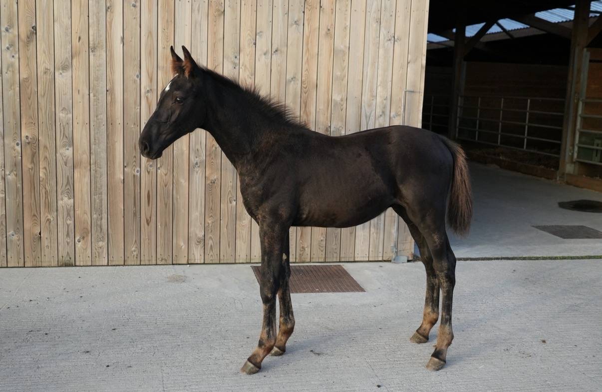Potro sBs Caballo de Deporte Belga En venta 2026 Negro por PEGASE VAN'T RUYTERSHOF