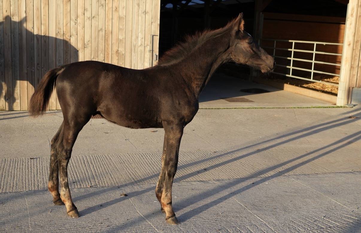 Potro sBs Caballo de Deporte Belga En venta 2026 Negro por PEGASE VAN'T RUYTERSHOF