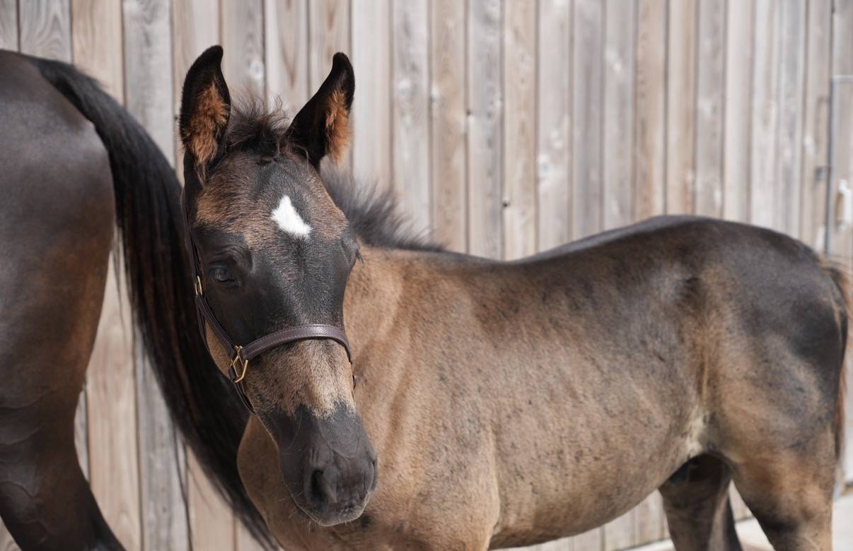 Potro sBs Caballo de Deporte Belga En venta 2026 Negro por PEGASE VAN'T RUYTERSHOF