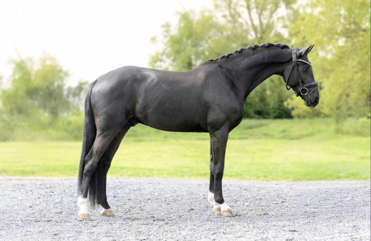 Caballo castrado Silla Franc&eacute;s En venta 2021 Negro por Secret