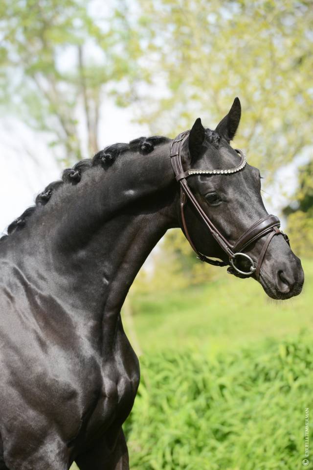 Caballo castrado Silla Franc&eacute;s En venta 2021 Negro por Secret
