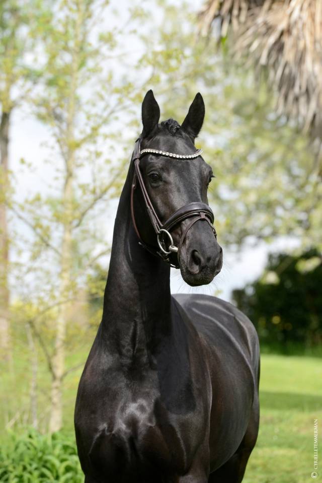 Caballo castrado Silla Franc&eacute;s En venta 2021 Negro por Secret