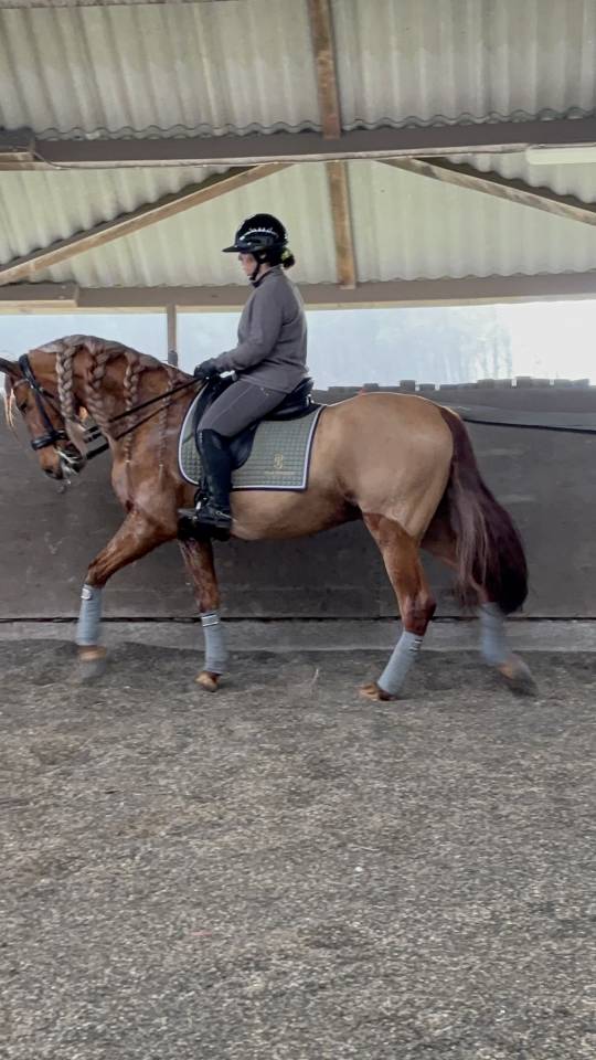 Caballo castrado PRE Pura Raza Espa&ntilde;ola En venta 2014 Alaz&aacute;n por Ind&eacute;ciso RB