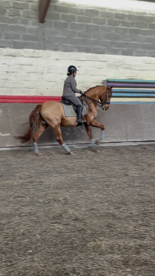 Caballo castrado PRE Pura Raza Espa&ntilde;ola En venta 2014 Alaz&aacute;n por Ind&eacute;ciso RB