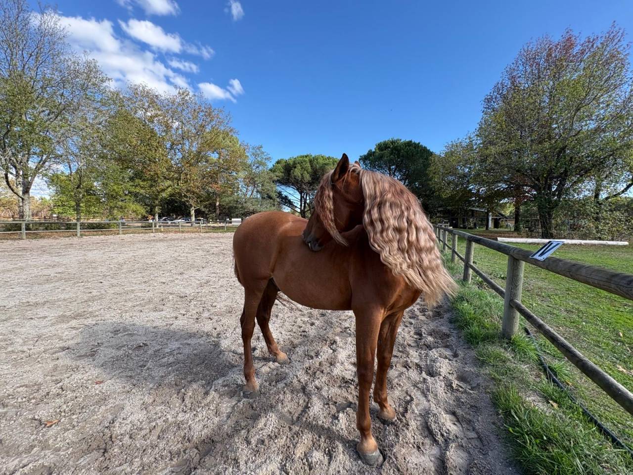 Caballo castrado PRE Pura Raza Espa&ntilde;ola En venta 2014 Alaz&aacute;n por Ind&eacute;ciso RB