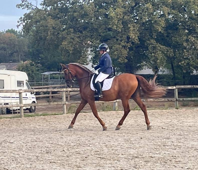 Caballo castrado PRE Pura Raza Espa&ntilde;ola En venta 2014 Alaz&aacute;n por Ind&eacute;ciso RB