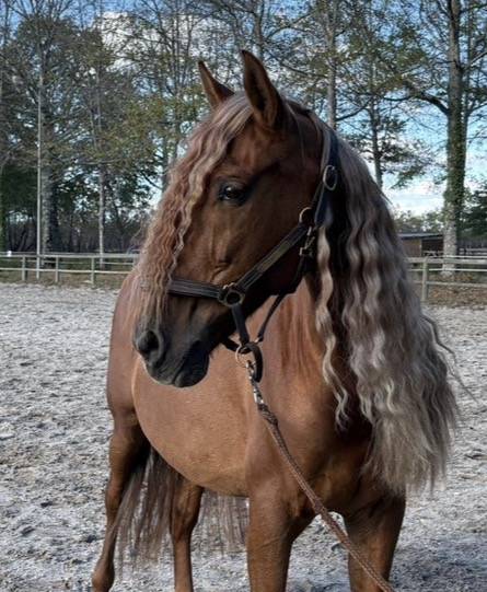 Caballo castrado PRE Pura Raza Espa&ntilde;ola En venta 2014 Alaz&aacute;n por Ind&eacute;ciso RB