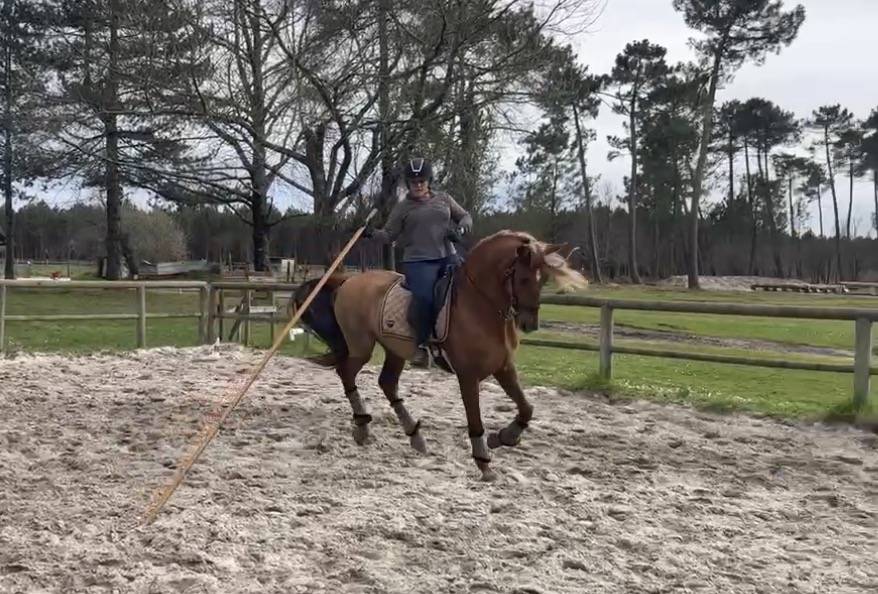 Caballo castrado PRE Pura Raza Espa&ntilde;ola En venta 2014 Alaz&aacute;n por Ind&eacute;ciso RB
