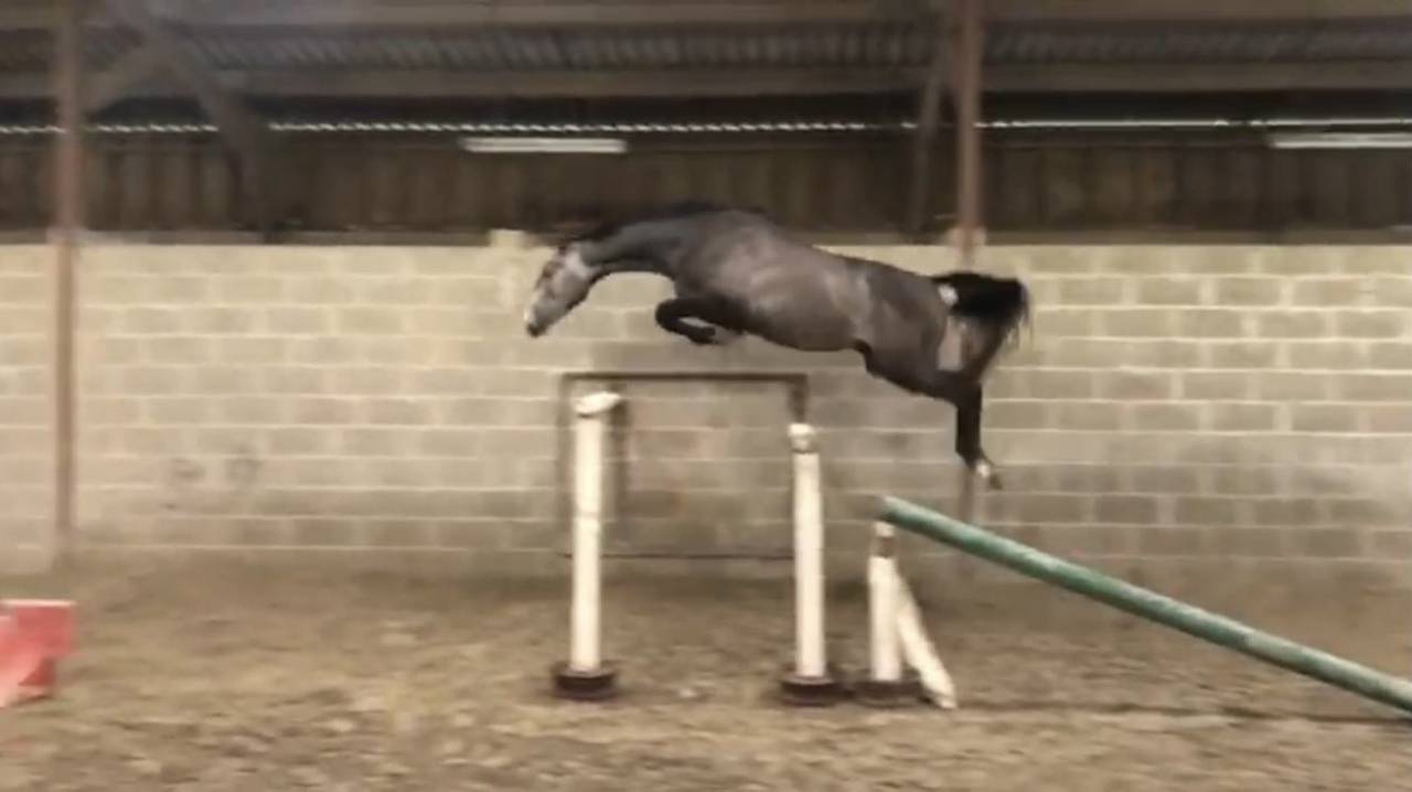 Caballo castrado Silla Franc&eacute;s En venta 2022 Tordo