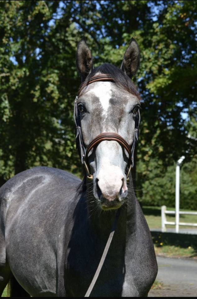 Caballo castrado Silla Franc&eacute;s En venta 2022 Tordo