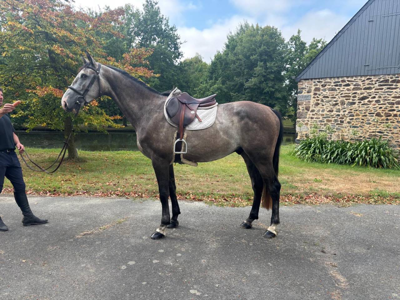 Caballo castrado Silla Franc&eacute;s En venta 2022 Tordo