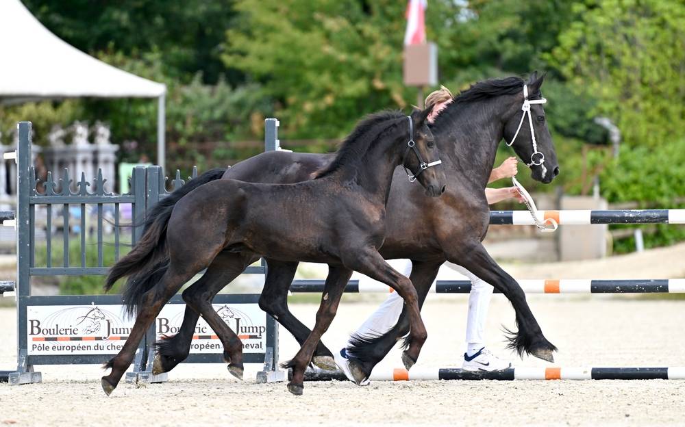 Potro Fris&oacute;n En venta 2026 Negro por Jouwe 485