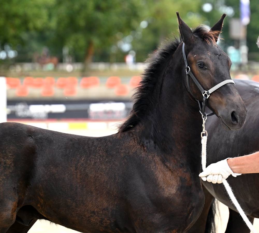 Potro Fris&oacute;n En venta 2026 Negro por Jouwe 485