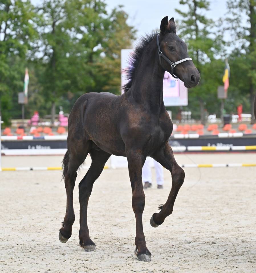 Potro Fris&oacute;n En venta 2026 Negro por Jouwe 485