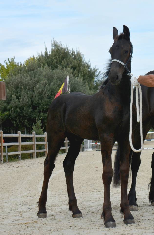 Potro Fris&oacute;n En venta 2026 Negro por Jouwe 485