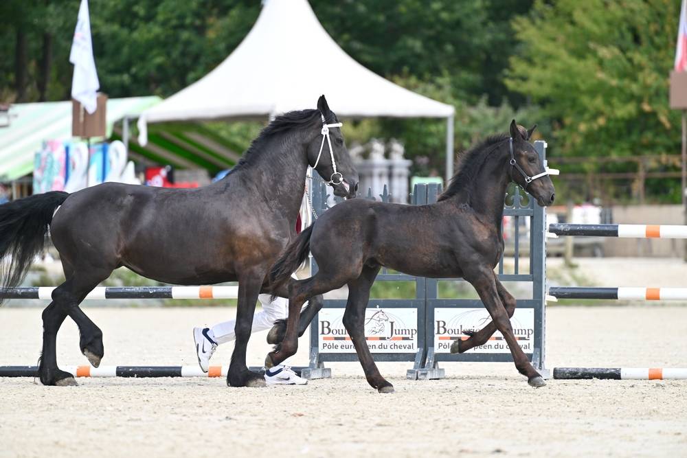 Potro Fris&oacute;n En venta 2026 Negro por Jouwe 485