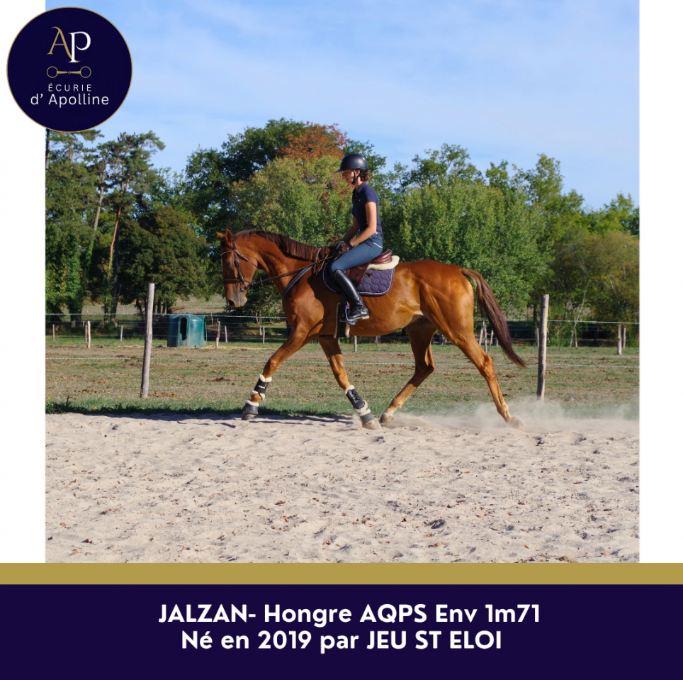 Caballo castrado AQPS En venta 2019 Alaz&aacute;n