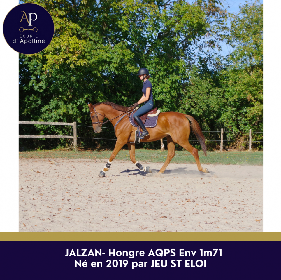 Caballo castrado AQPS En venta 2019 Alaz&aacute;n