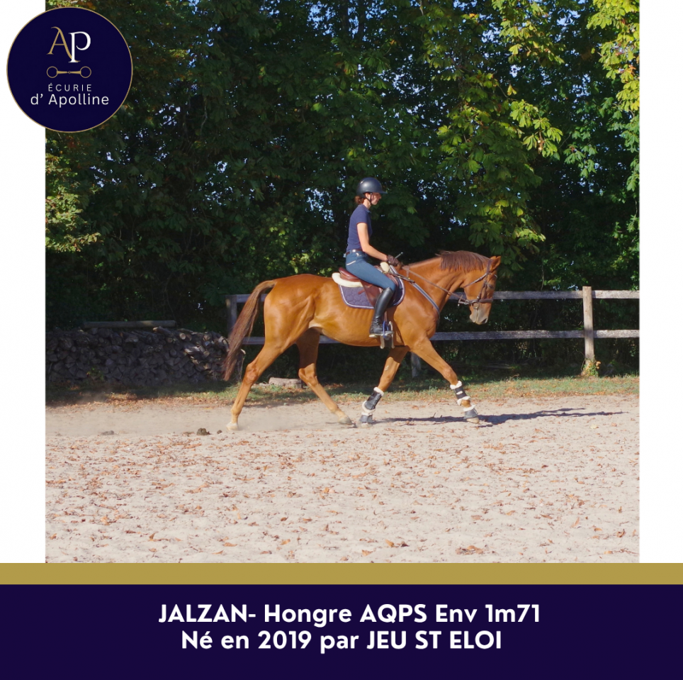Caballo castrado AQPS En venta 2019 Alaz&aacute;n