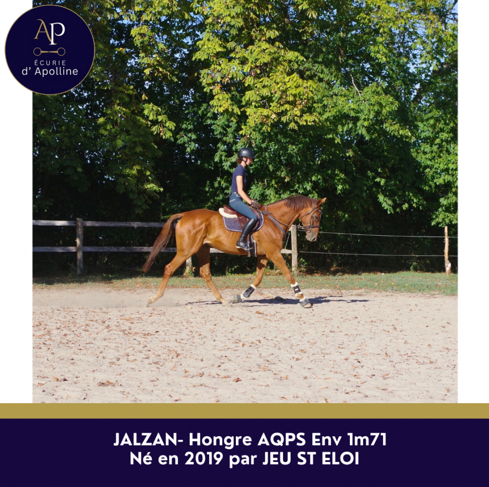 Caballo castrado AQPS En venta 2019 Alaz&aacute;n