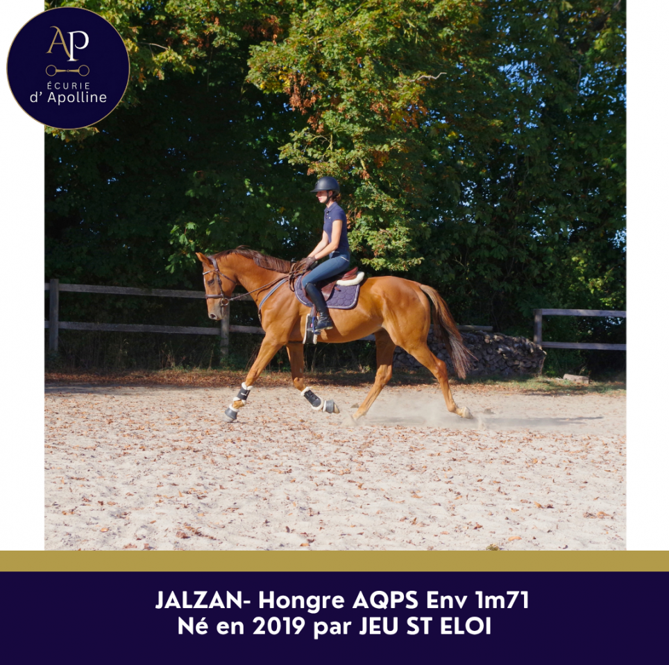 Caballo castrado AQPS En venta 2019 Alaz&aacute;n