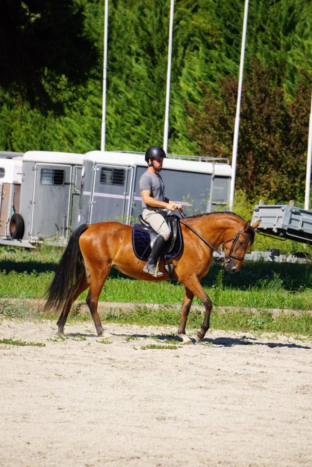 Yegua Lusitano En venta 2022 Bayo por Eldorado da broa mv