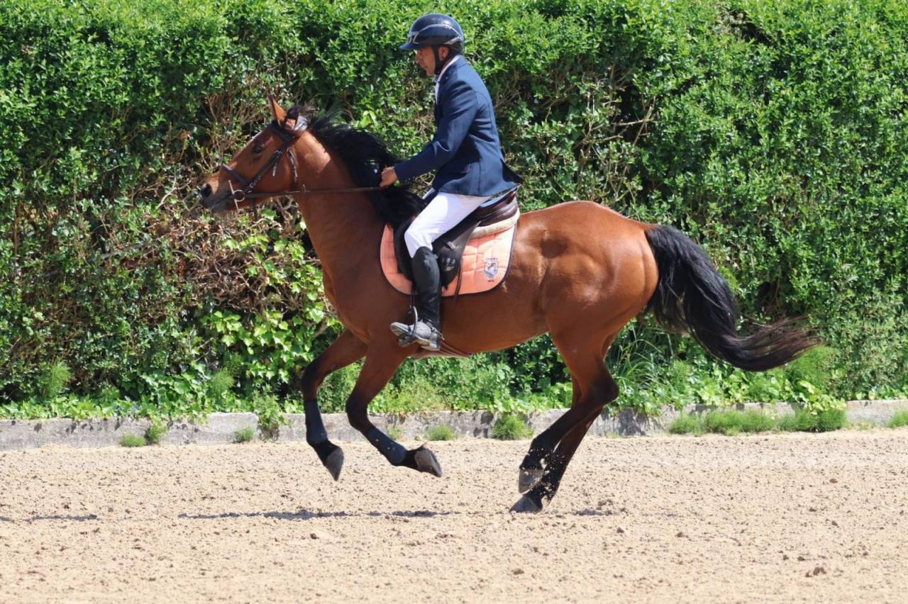 Ocasion, pony D