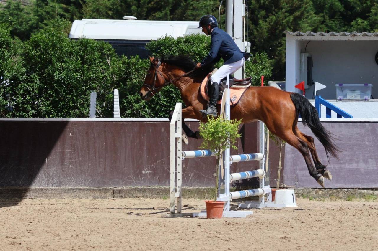 Ocasion, pony D