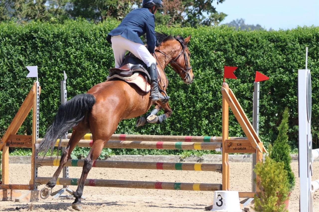 Ocasion, pony D