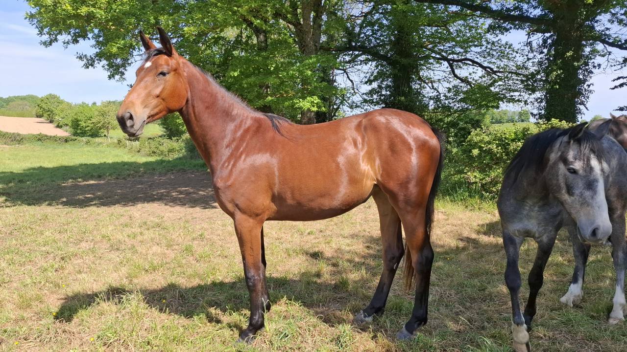 Yegua Silla Franc&eacute;s En venta 2024 Bayo por Rolf de Grez
