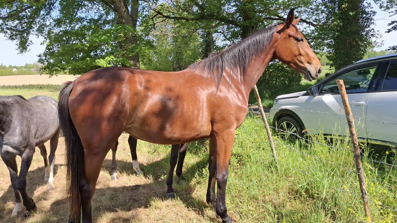 Yegua Silla Franc&eacute;s En venta 2024 Bayo por Rolf de Grez