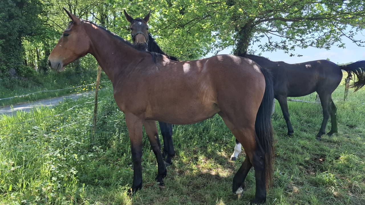 Yegua Silla Franc&eacute;s En venta 2024 Bayo por Rolf de Grez