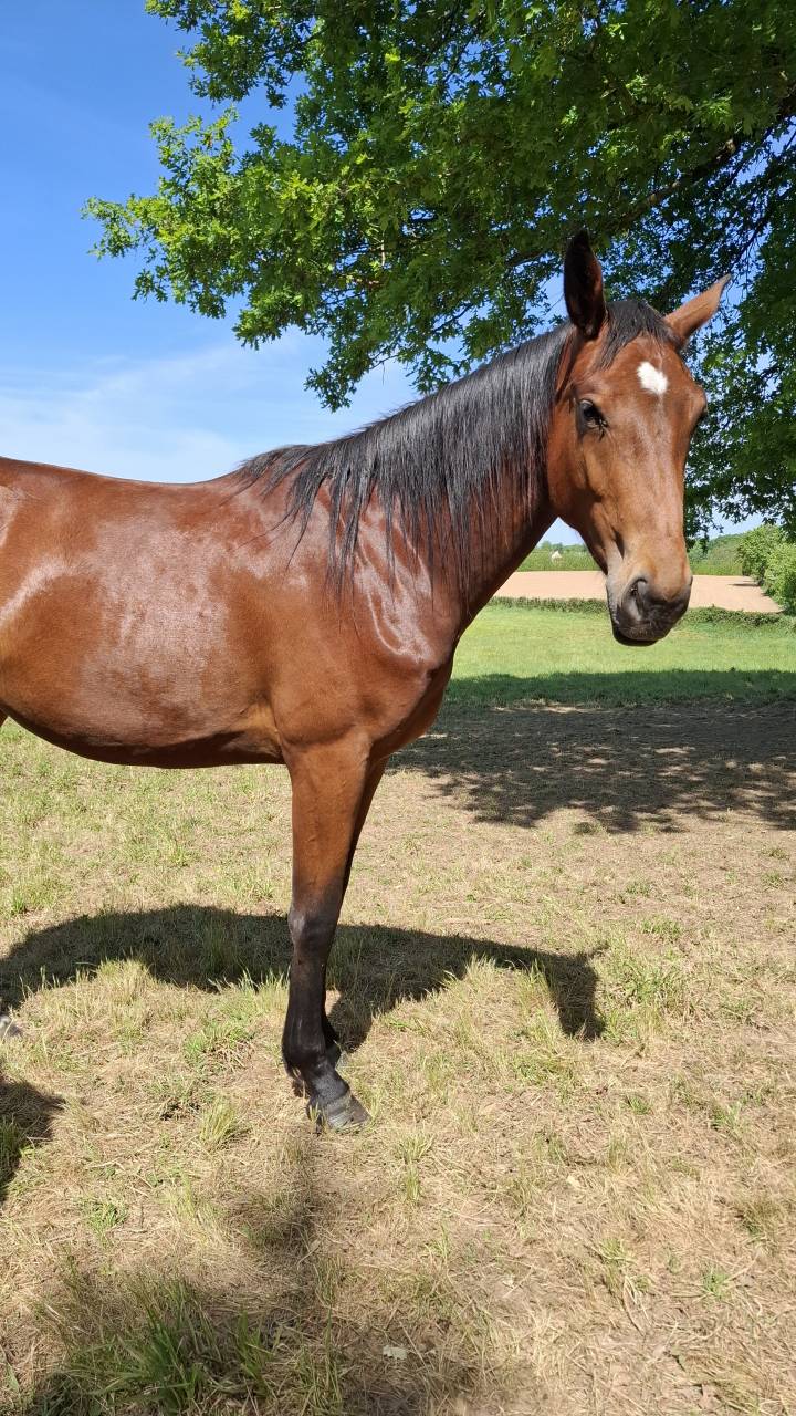 Yegua Silla Franc&eacute;s En venta 2024 Bayo por Rolf de Grez