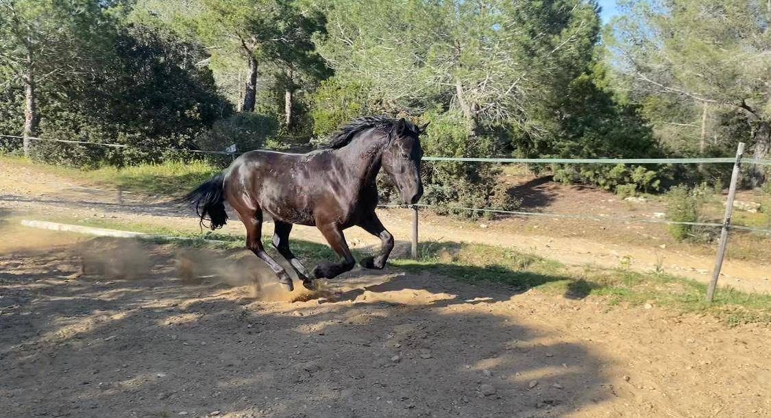 Caballo castrado Origine Constat&eacute;e En venta 2019 Negro por country man du vallon ph