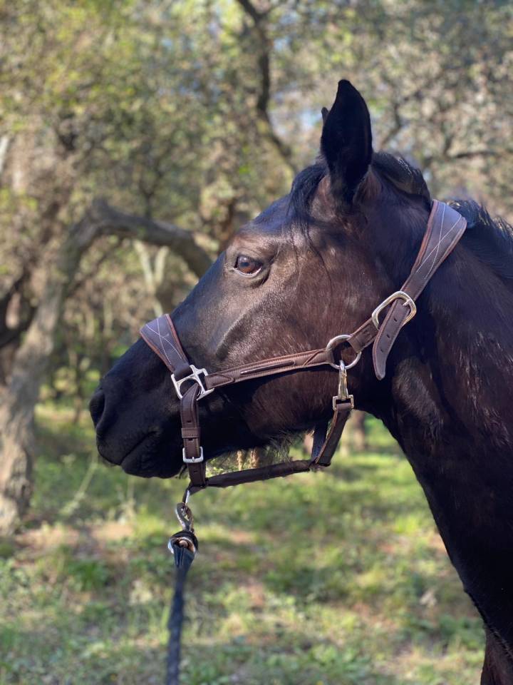 Caballo castrado Origine Constat&eacute;e En venta 2019 Negro por country man du vallon ph