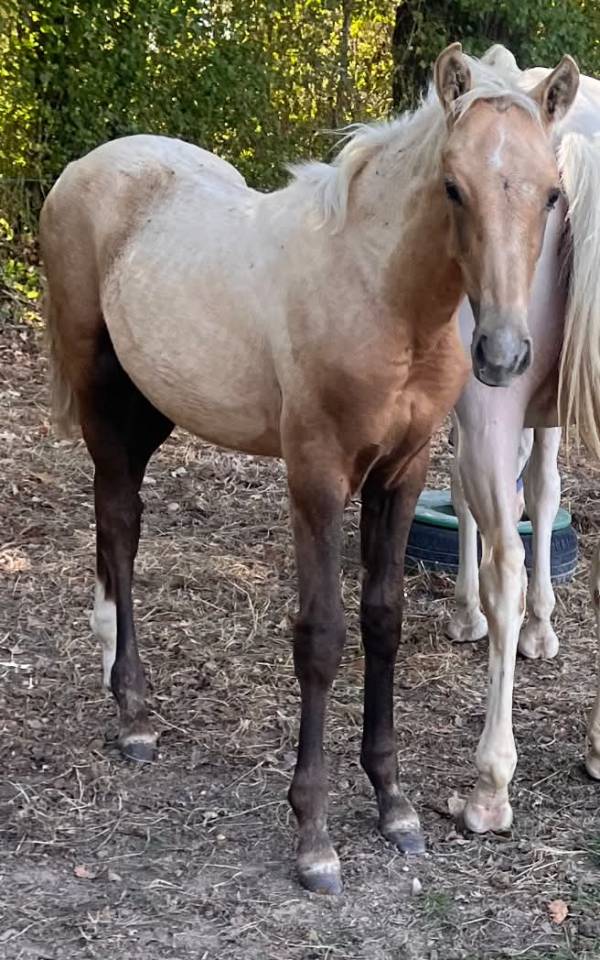 Potro Silla Franc&eacute;s En venta 2026 Palomino