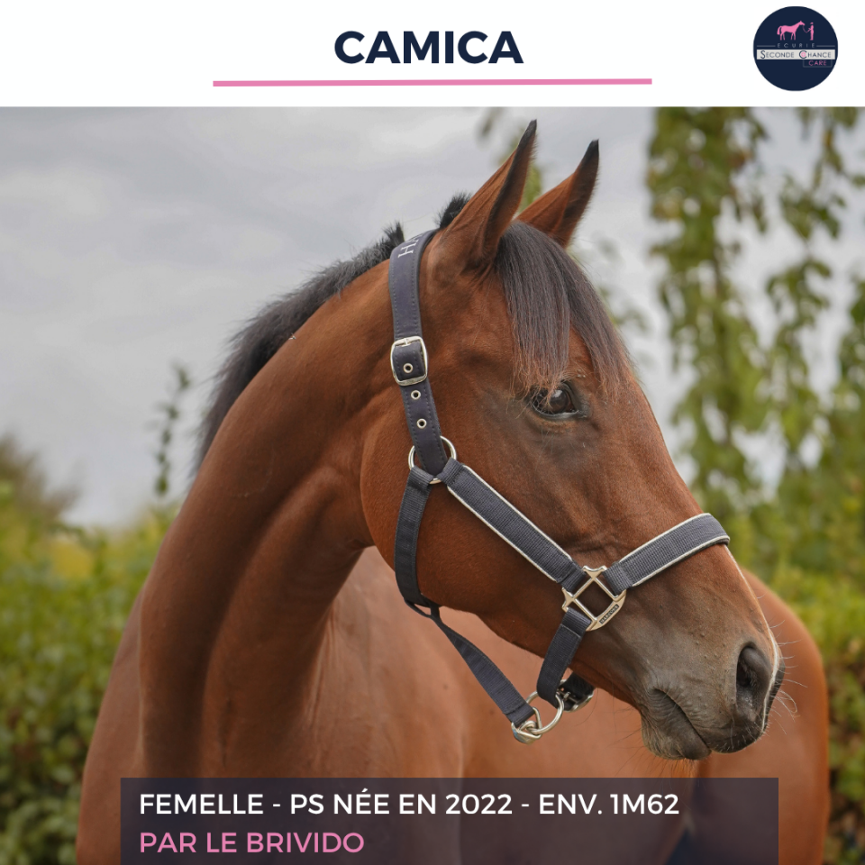 Caballo castrado Pura Sangre En venta 2023 Bayo