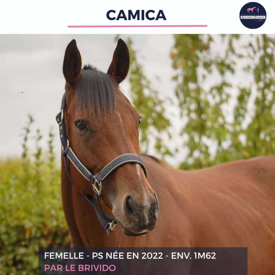 Caballo castrado Pura Sangre En venta 2023 Bayo