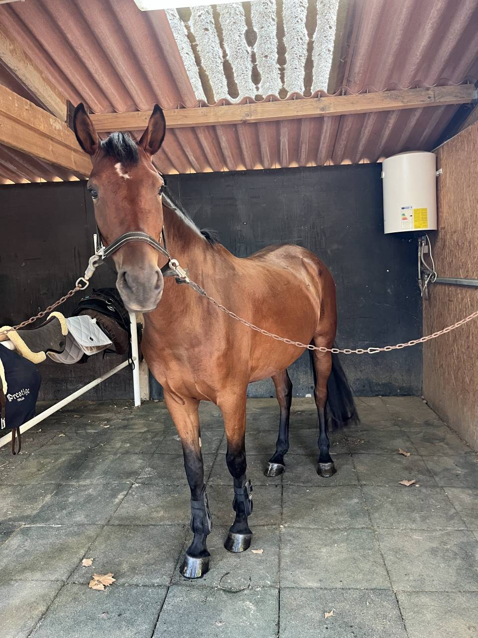Caballo castrado salto 2021