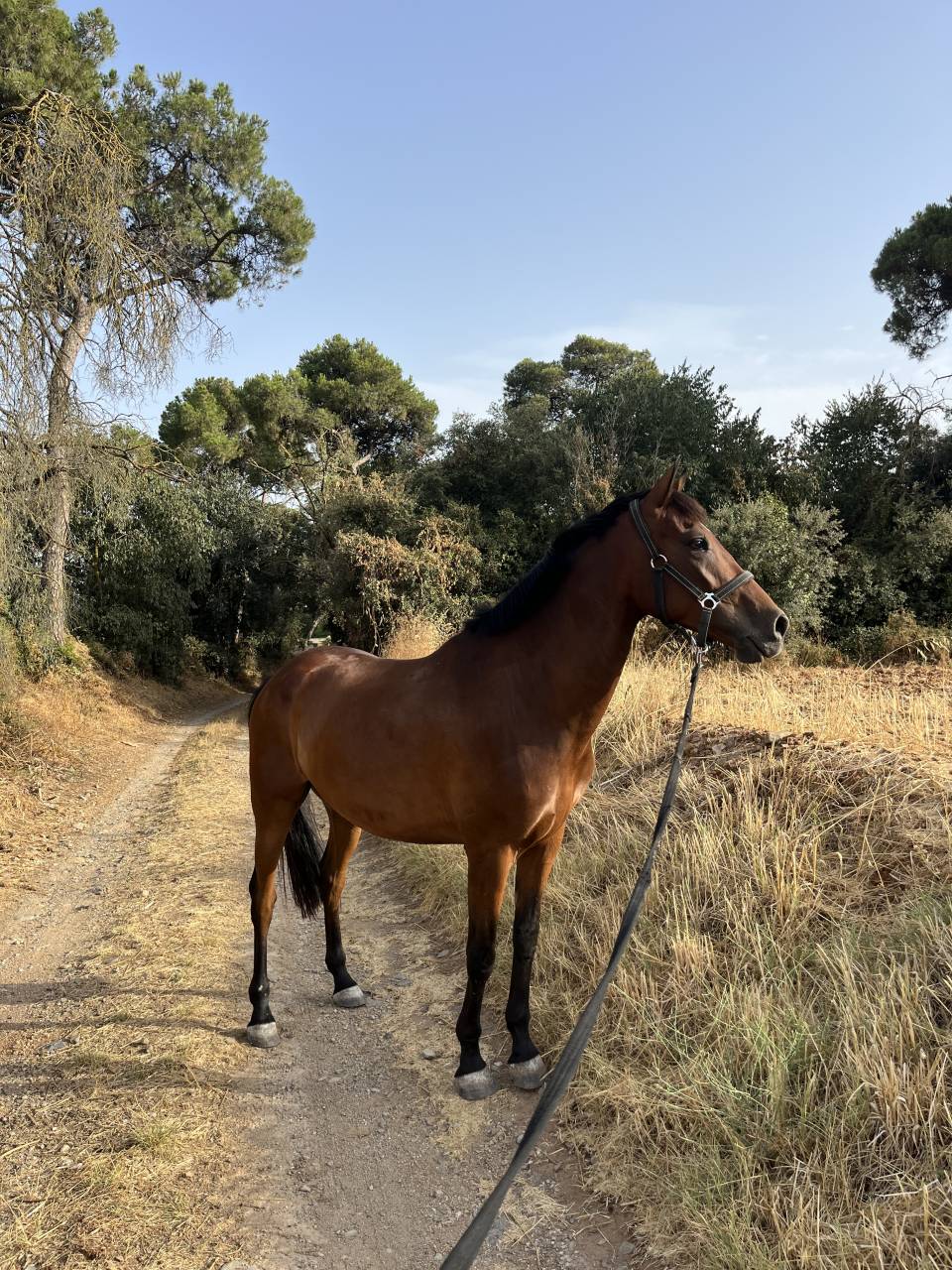 Caballo castrado salto 2021