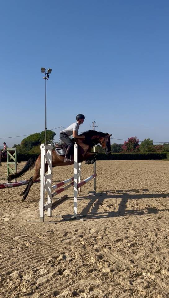 Caballo castrado salto 2021