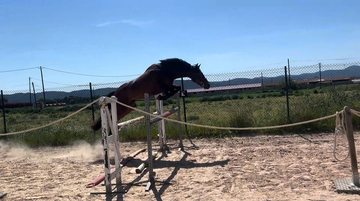 Caballo castrado salto 2021