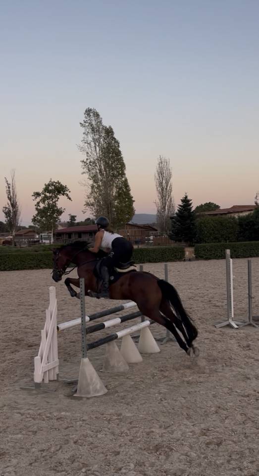 Caballo castrado salto 2021