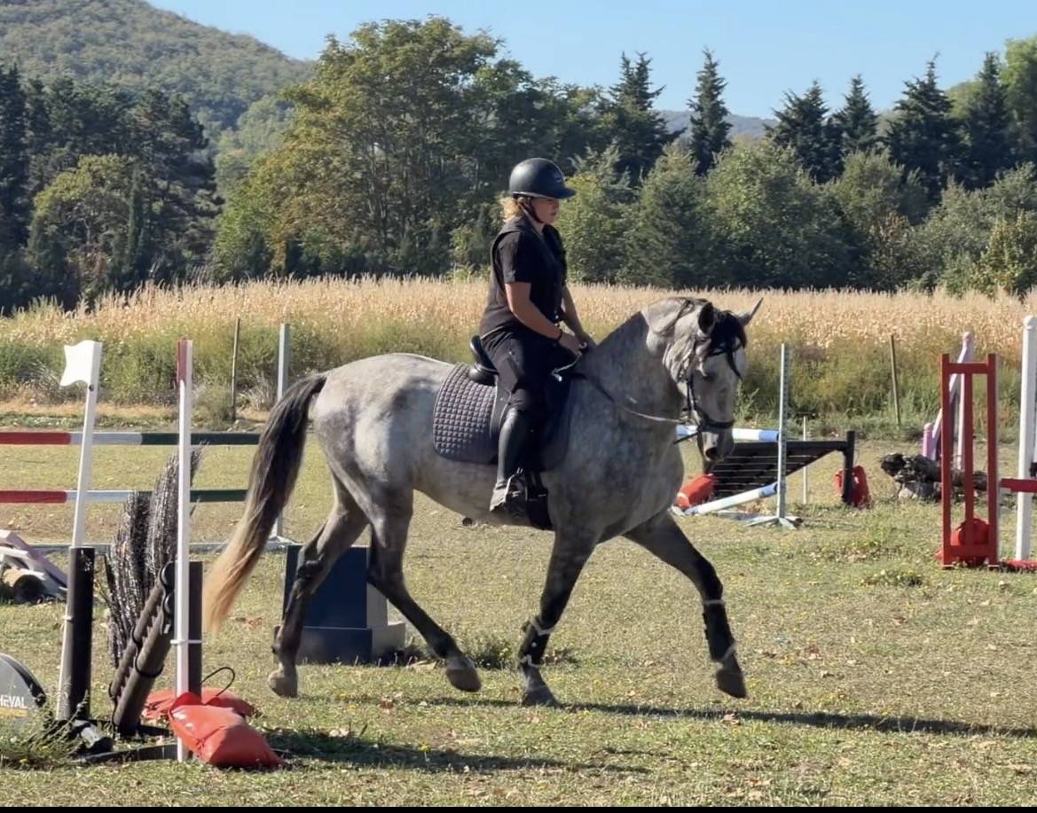 Caballo castrado Espa&ntilde;ol Normando En venta 2022 Tordo